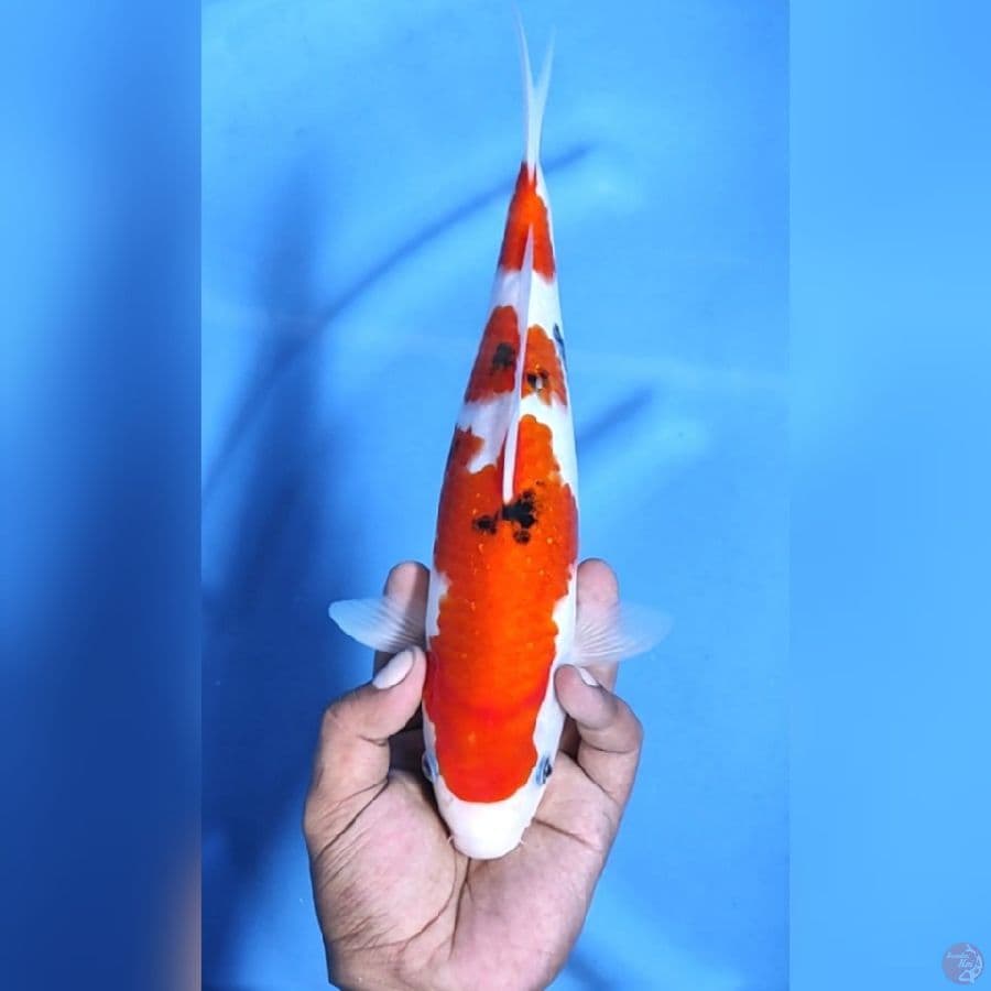 SANKE # 31CM - F