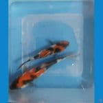 Showa 10 - 13 cm