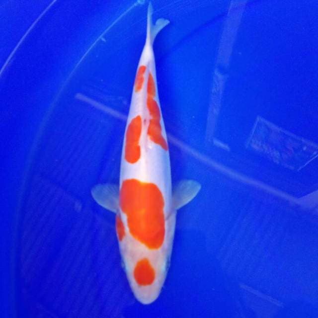 Kohaku Maruten #26