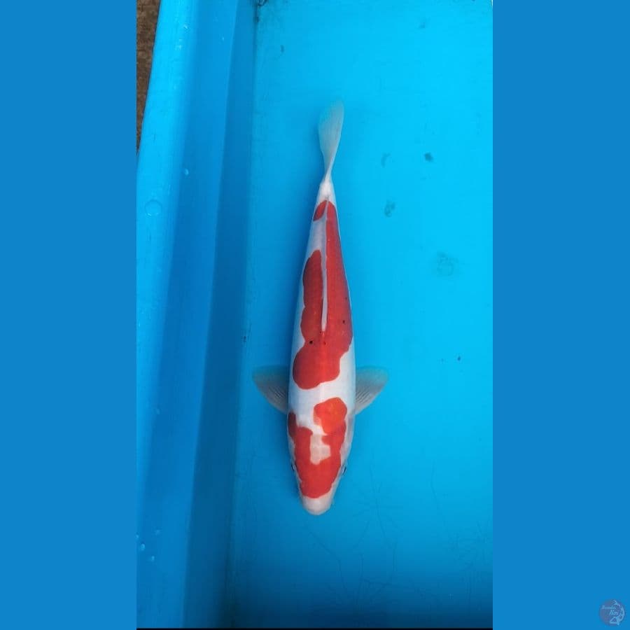 Kohaku doitsu 30cm M