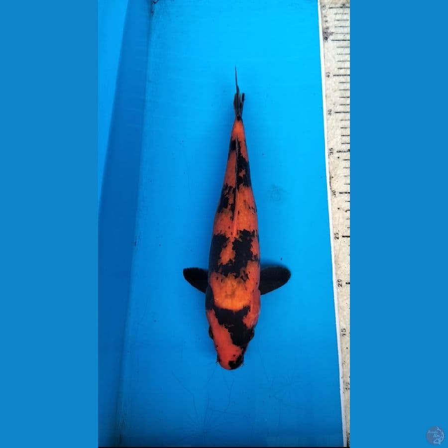 Hiutsuri 32cm F