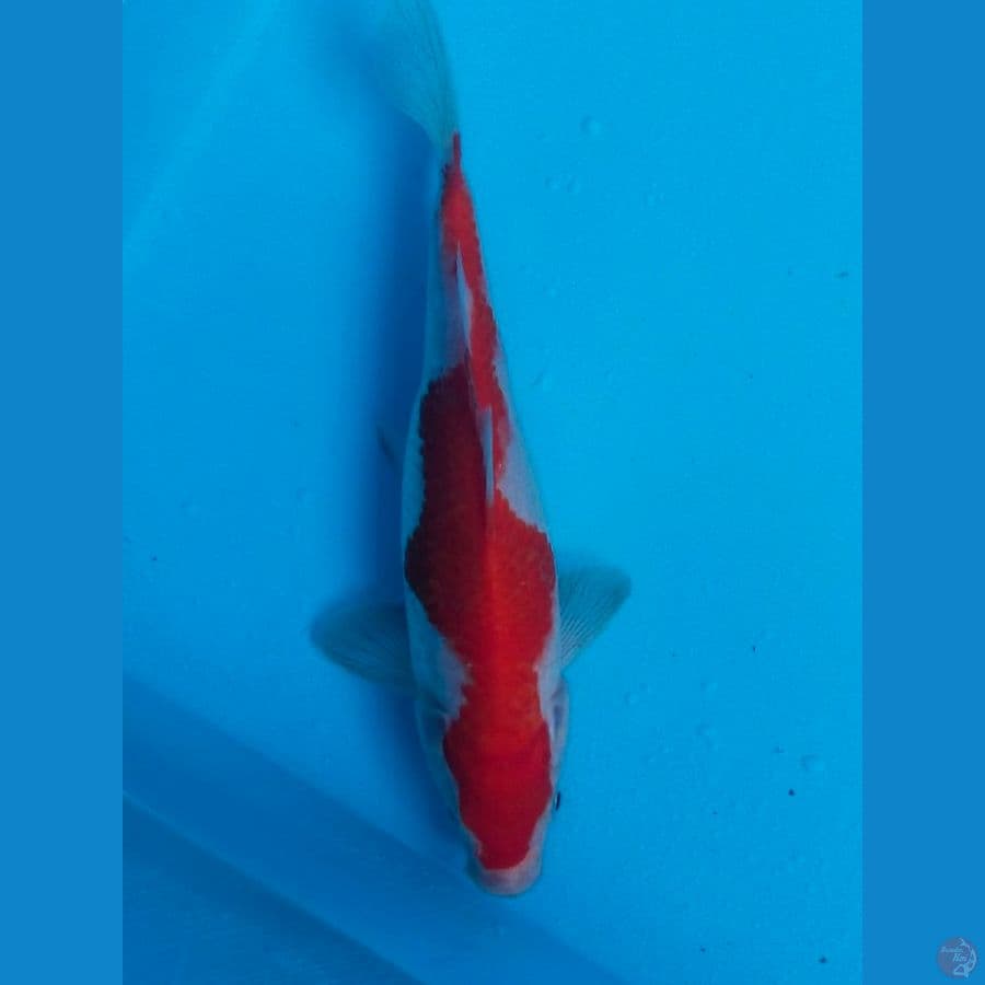 kohaku merah 20cm