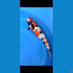KIN SHOWA 50CM