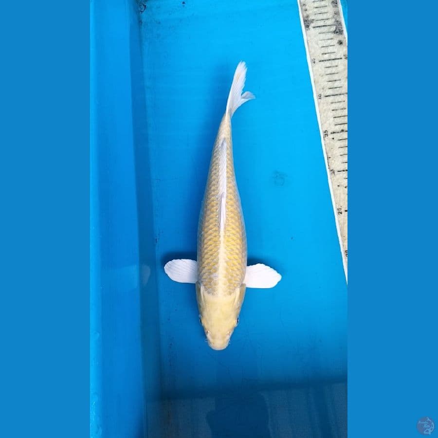 Yambuki ogon mata merah 33cm