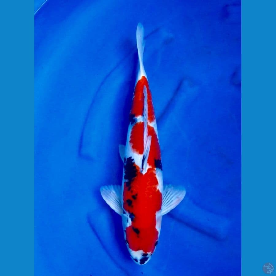 Showa 48cm male