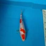 Maruten Kohaku sq 25bu