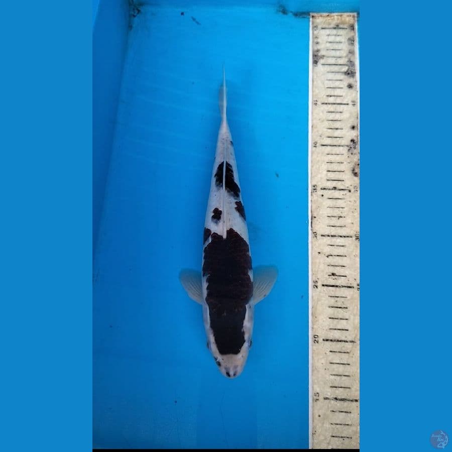 Goromo 32cm.F