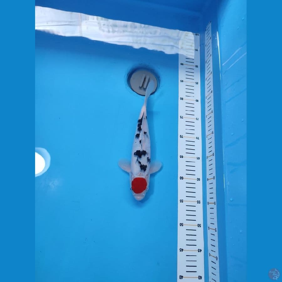 TANCO SANKE HQ BAKAT JUMBO ~27cm/Male~