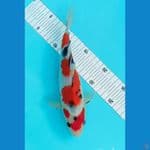 sanke 24 cm malle 