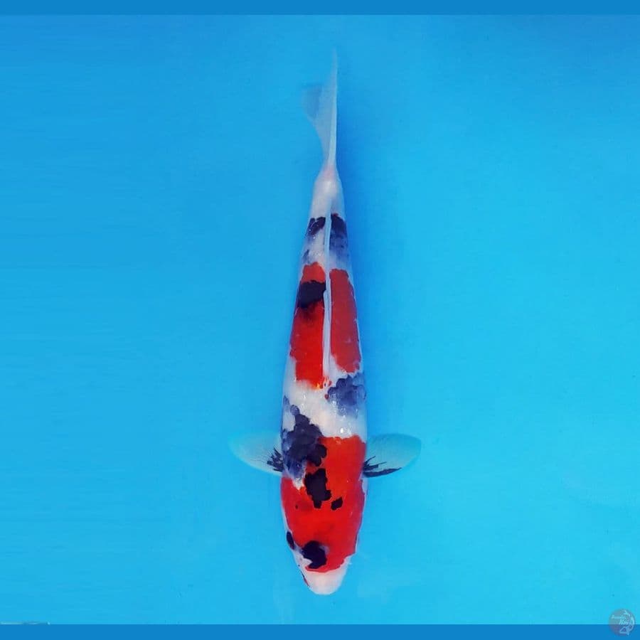 TAISHA 2 (25 CM/male) ~ Showa Evo™,-