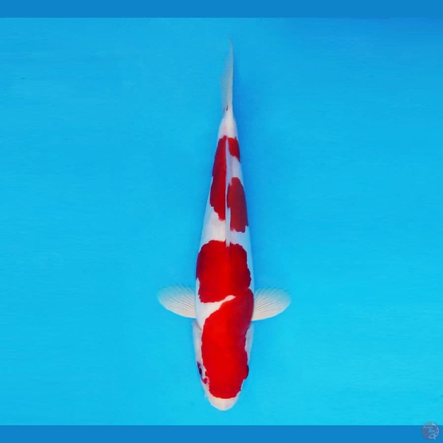 TAISHA 8 (26 CM/male) ~ Kohaku Doitsu Murni™,-