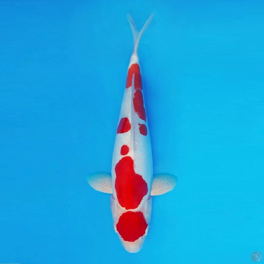 TAISHA 9 (31CM/fm) ~ Kohaku Doitsu™,-
