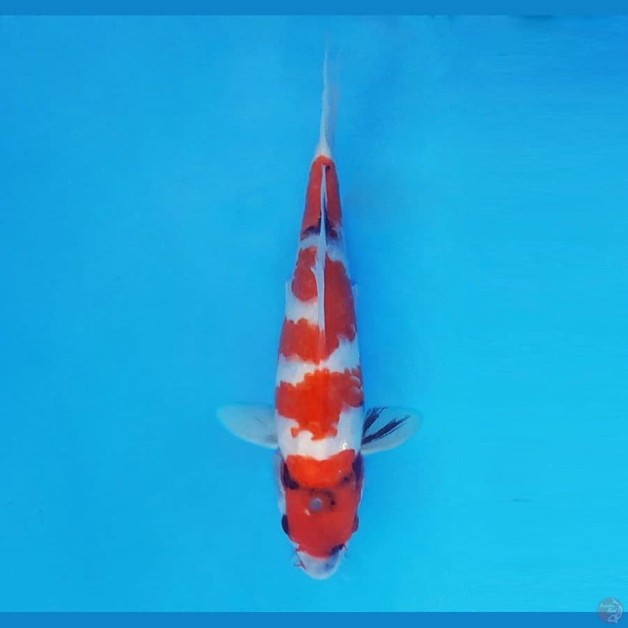 TAISHA 10 (22 CM/fm) ~ Showa Evolution™,-