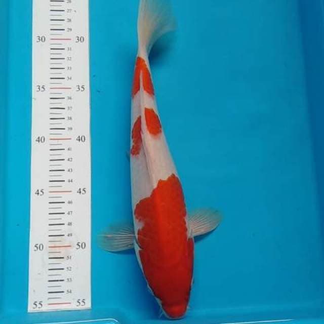 Kohaku bagus original 