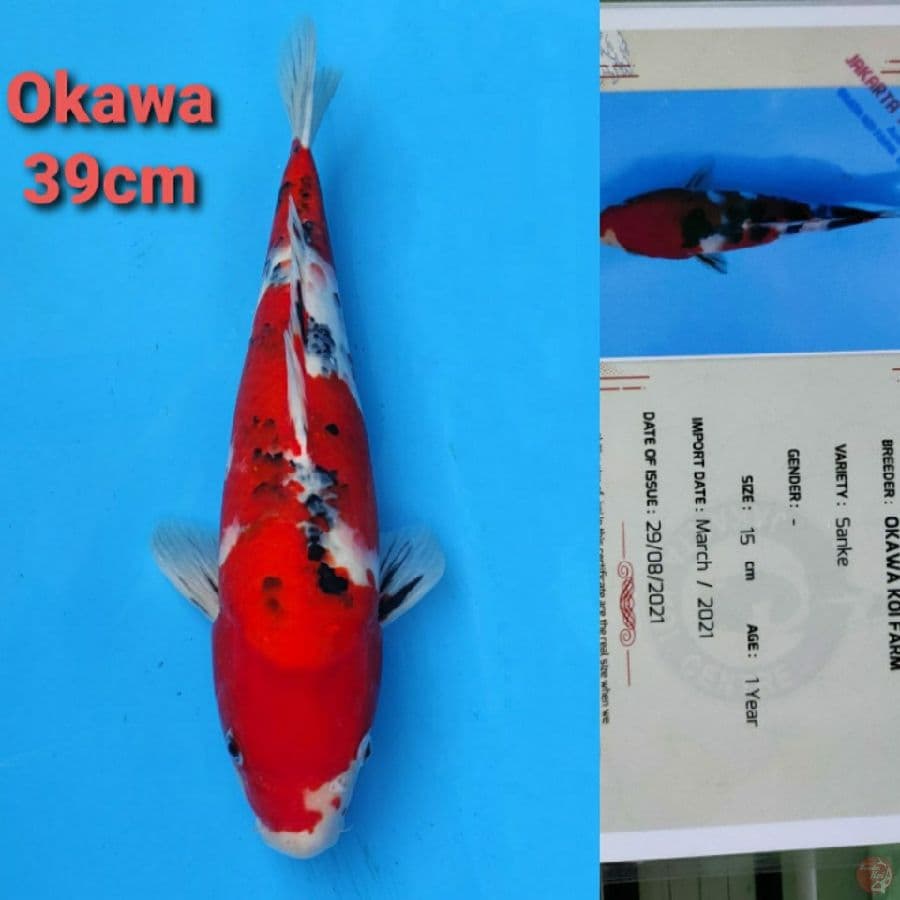 OKAWA SANKE 39CM SERTI