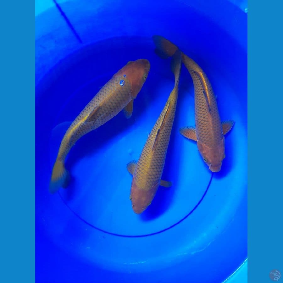 30-32cm 3 ekor Chagoi