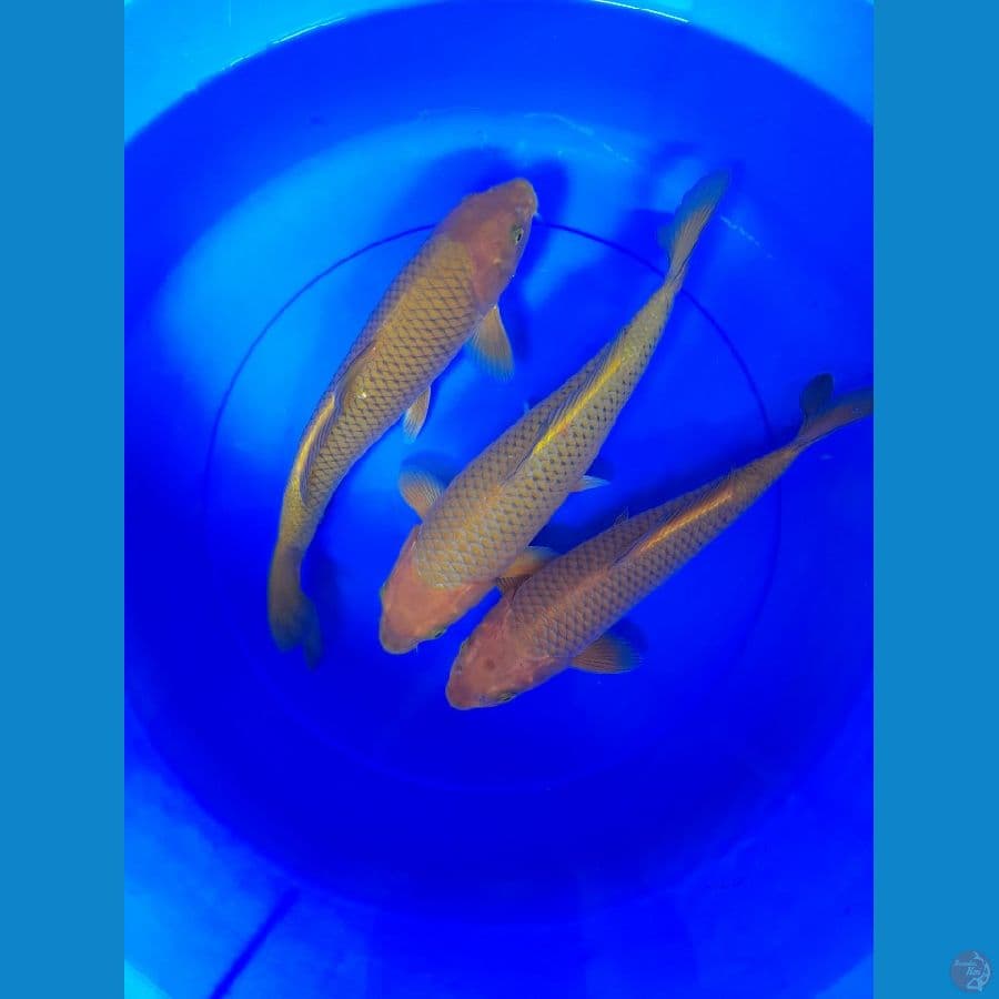 30-32cm 3 ekor Chagoi