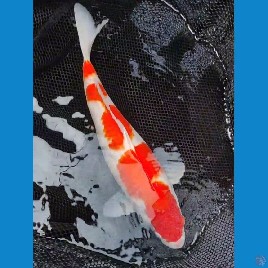 Kohaku 40Bu