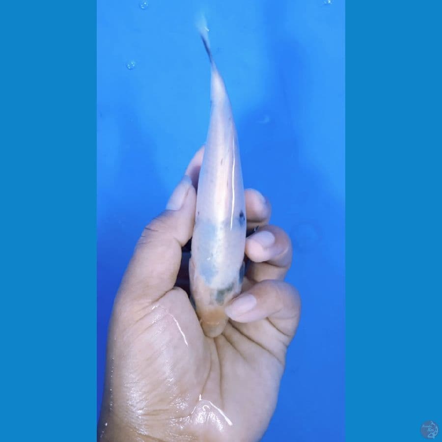 TATEGOI SHIRO SQ || 15CM
