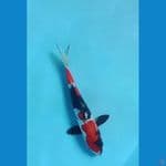 Showa Doitsu 23 cm