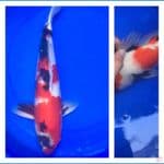 49cm Impor Isa Koi Farm