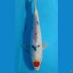 tanco sangkey 24cm