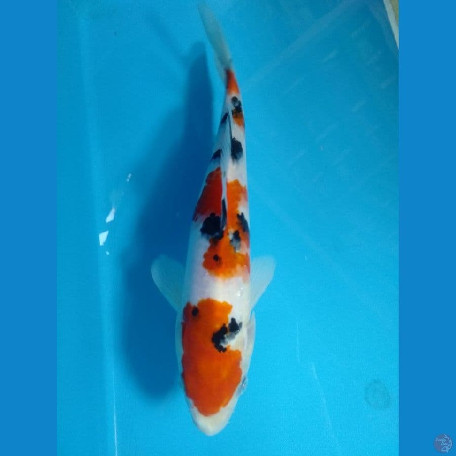sangkey peten cakep 23cm