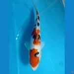 sangkey peten cakep 23cm