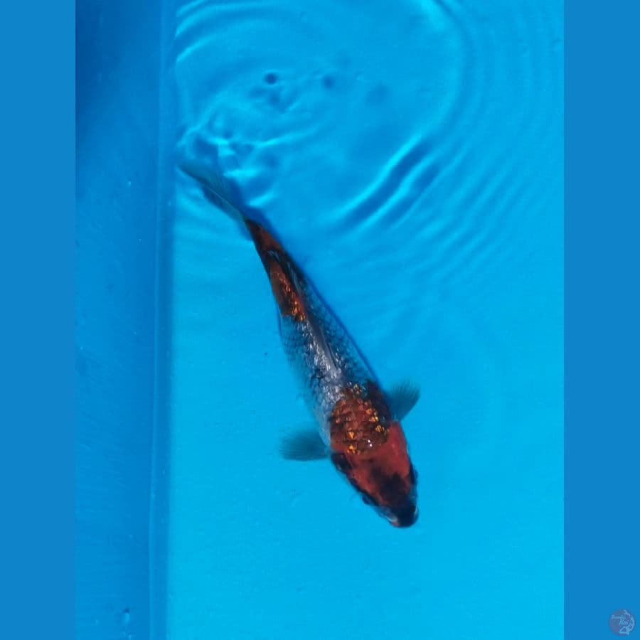 goshiki ginrin 16cm