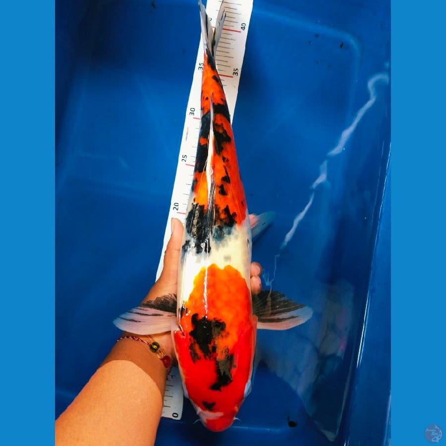 showa 42cm 