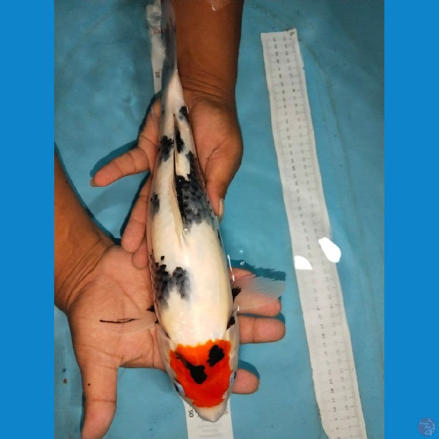 tancho showa ori 35cm
