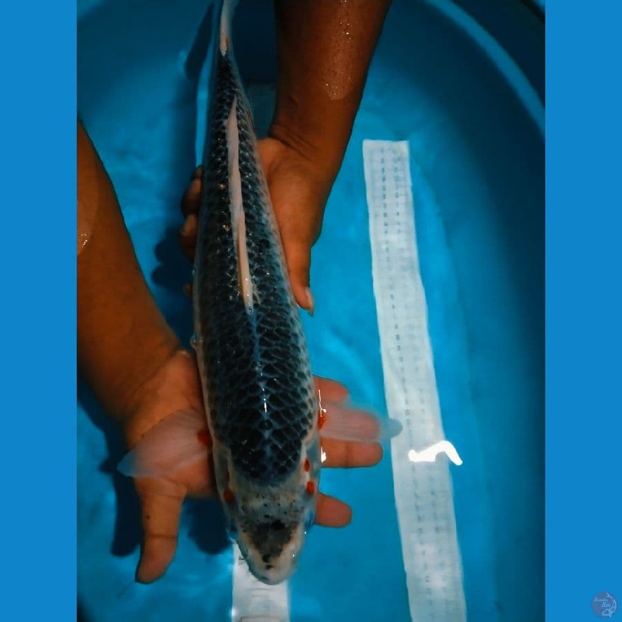 asagi 45cm