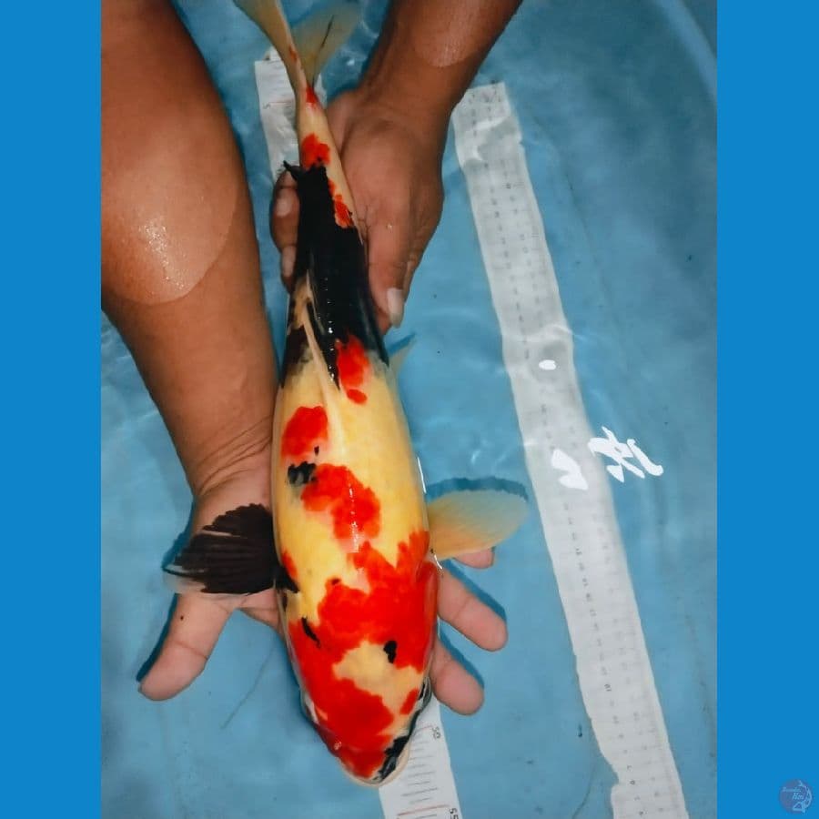 showa 45cm