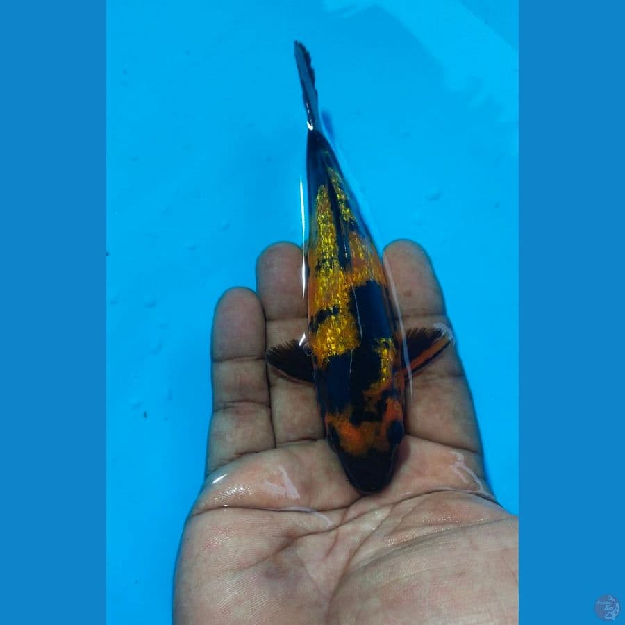 utsuri 15cm