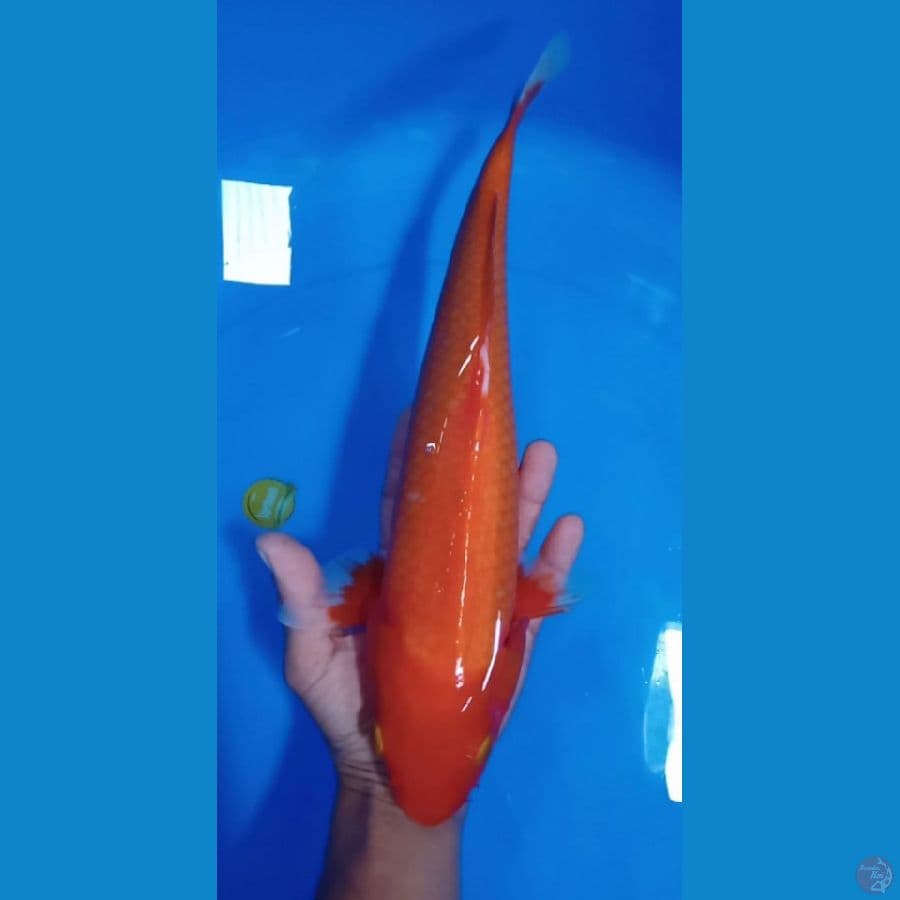 aka hajiro size : 34 cm jantan