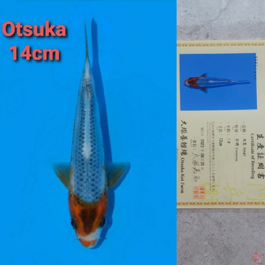 OTSUKA ASAGI 14CM SERTI