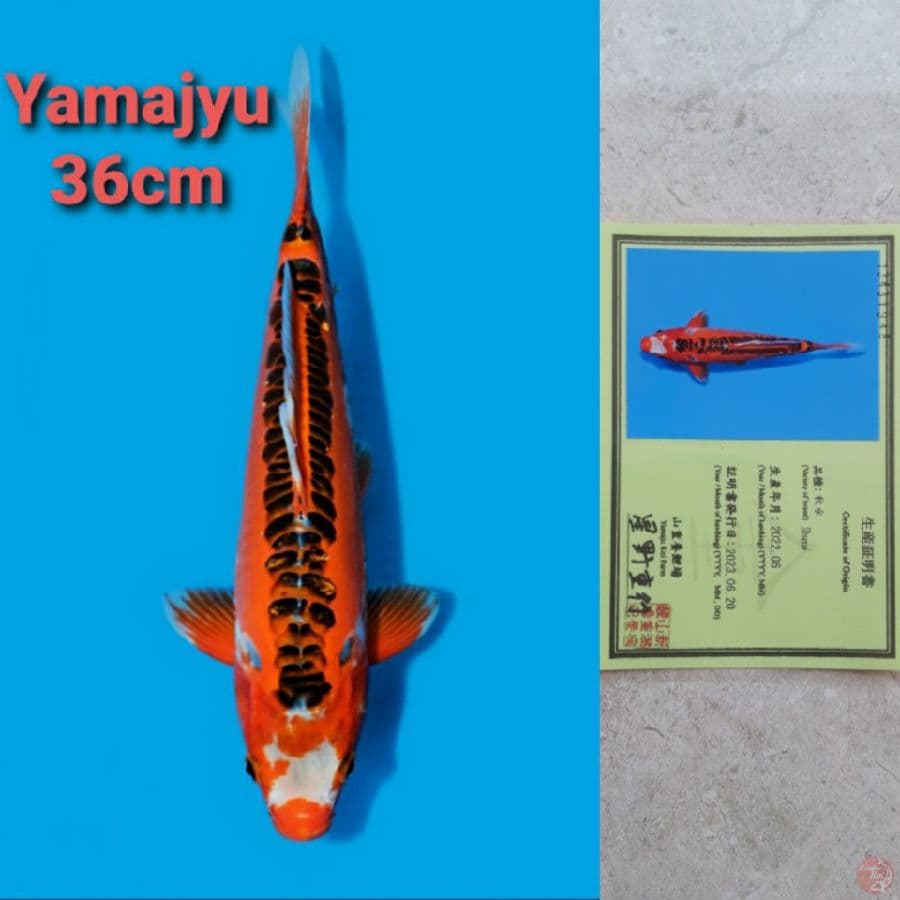 YAMAJYU SHUSUI 36CM SERTI
