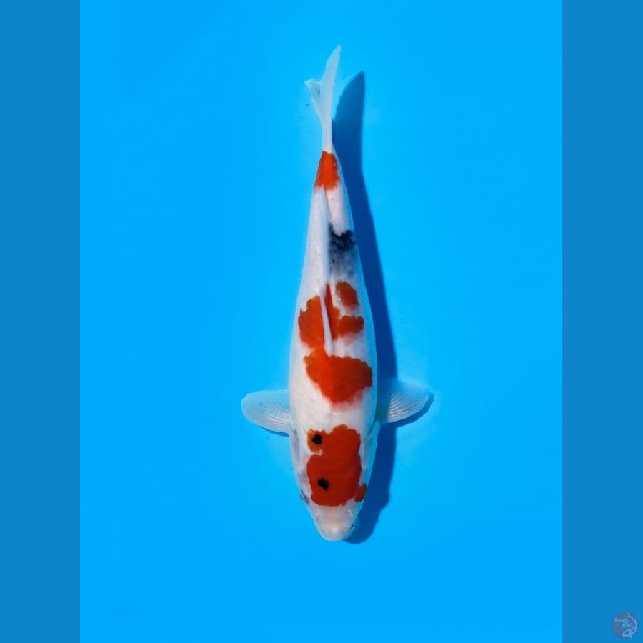 showa 30cm
