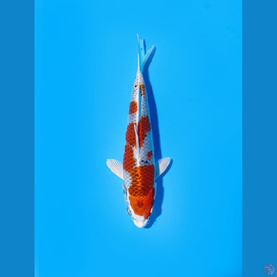 kujaku 18cm Male