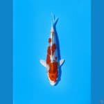 kujaku 18cm Male