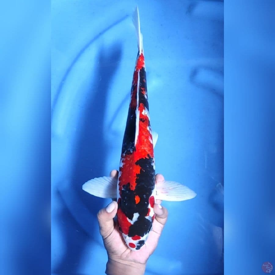 SHOWA STRONG # 44CM - M