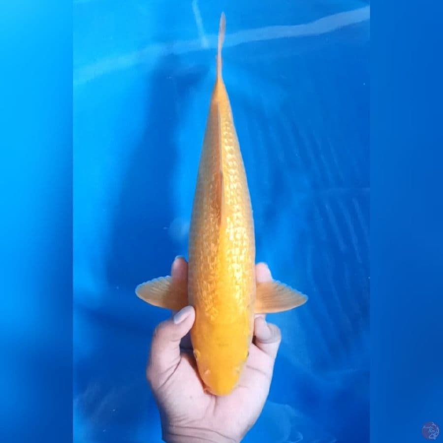 KARASHI GINRIN # 36CM - M
