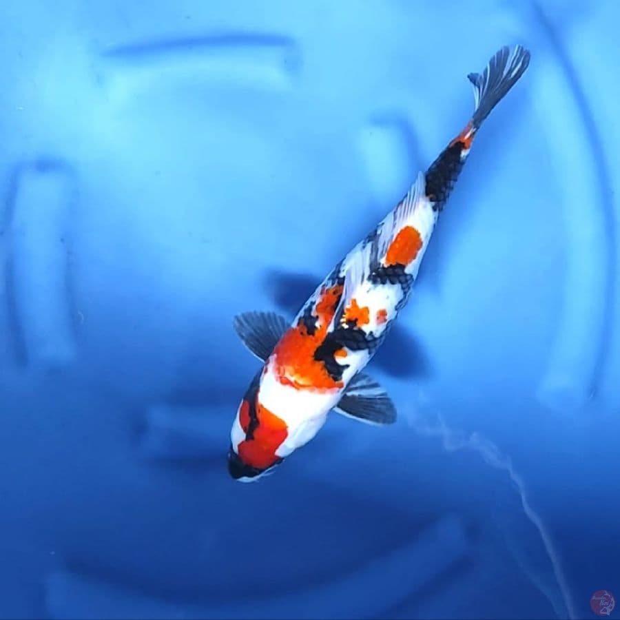SHOWA # 35CM - F