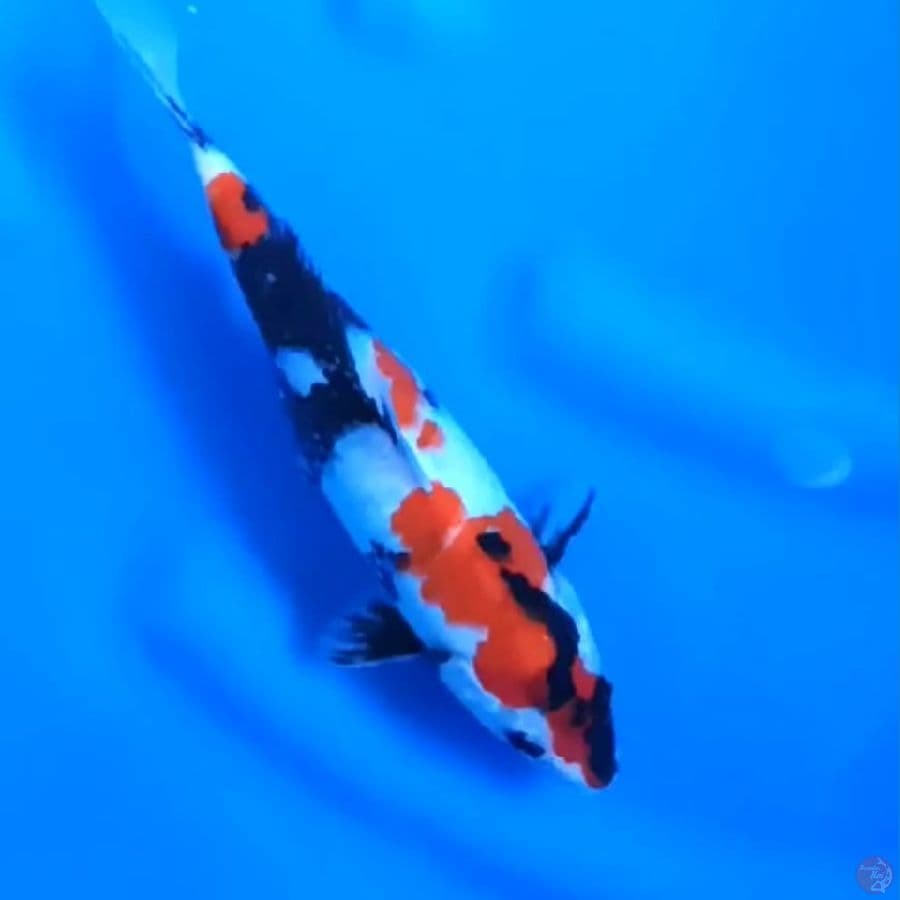 SHOWA HALUS # 26CM - F