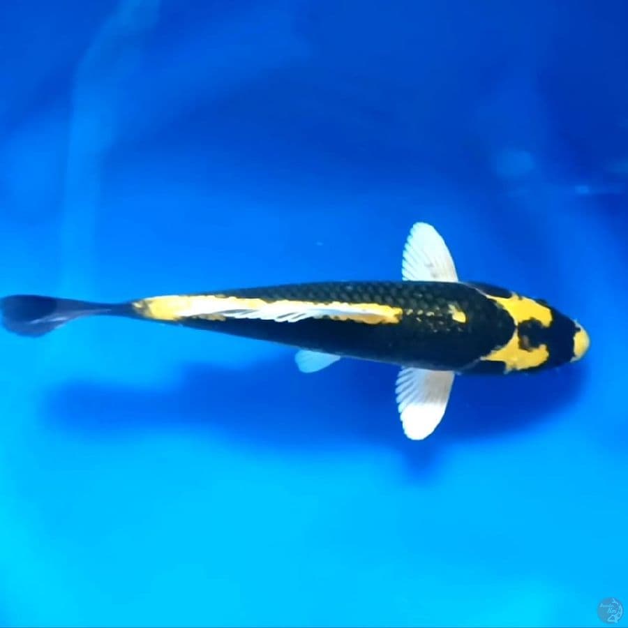 KI KABUTO # 23CM - F