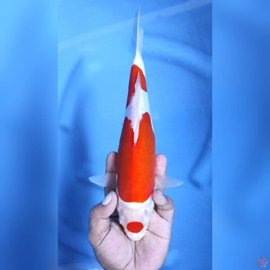 KOHAKU DOITSU # 28CM - F