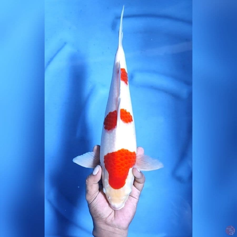 KOHAKU # 38CM - M