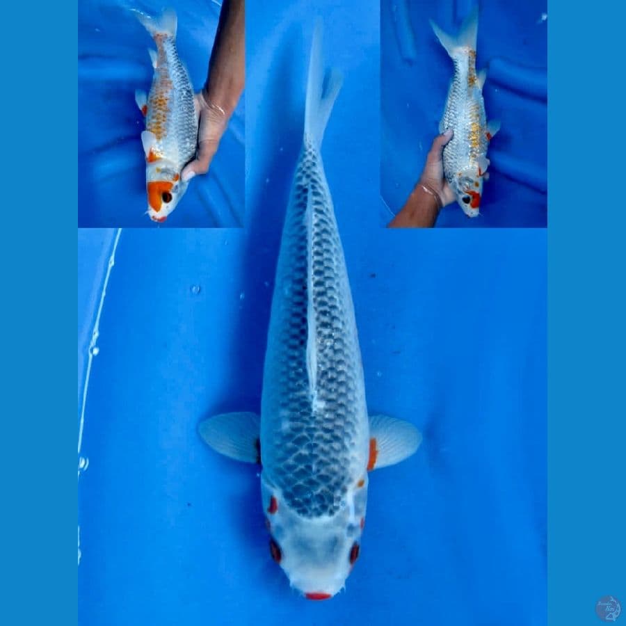 Asagi ucibeni 32cm 