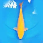 38cm YELLOW KARASI BULKY