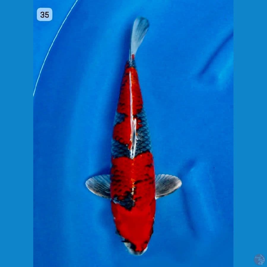 kuragosiki 35cm